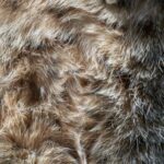 FELLHAARE - heutzutage sind Pelze ein tierschutzrechtliches No-Go
